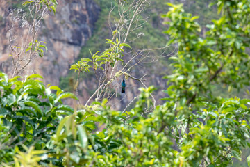 A hummingbird perched on a green branch of a tree