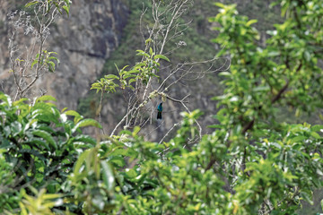 A hummingbird perched on a green branch of a tree