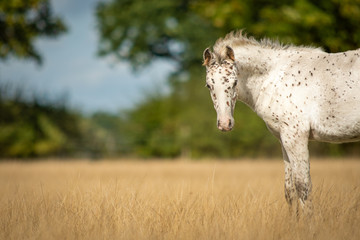 Naklejka na ściany i meble Knabstrupper Appaloosa Spotted Pony Foal in Grass Pasture 