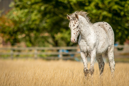 Appaloosa Horse Images – Browse 3,726 Stock Photos, Vectors, and Video