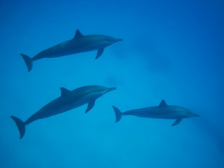 Swimming with dolphins in the wild at Dolphin house Sataya reef