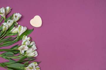 White Alstroemeria flowers on a purple, pink background.