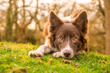 Red and White Border Collie with Dark Face on Woodland Bank