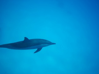 Swimming with dolphins in the wild at Dolphin house Sataya reef