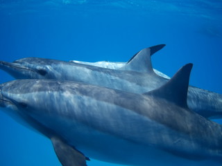 Swimming with dolphins in the wild at Dolphin house Sataya reef