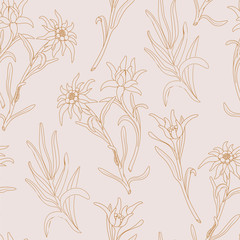 Edelweiss. Seamless pattern with edelweiss flowers on a pink background
