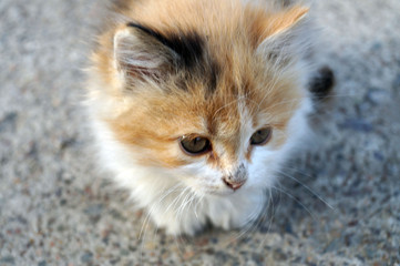 A little fluffy kitten sits on the ground and looks at the camera. Newborn tricolor kitten - red, white, black. Kid animals and adorable cats concept.