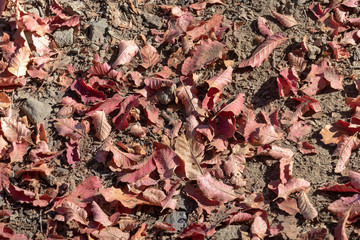 Background with Dry brown flora, grass and leaves at autumn