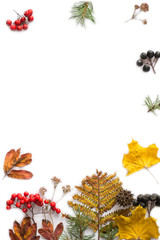 Autumn composition.  branches, dried leaves, berries on white background. Autumn, fall concept. Flat lay, top view