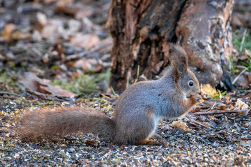 Naklejka na ściany i meble Cute little squirrel eating a nut below a tree