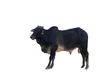 black cow isolated on white background