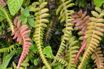 Green moss and fern background with copy space