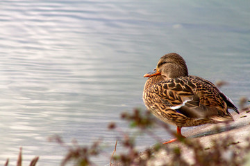 duck in water