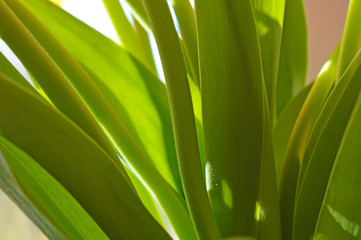 Abstract background of green leaves of tulips