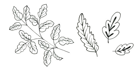 Floral doodle set of leaves isolated on white background.