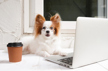 working dog. Cute dog is working on a silver laptop with a cup of coffee. Dog breed : Continental...