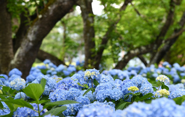 Selective focus on beautiful bush of blooming blue, purple Hydrangea or Hortensia flowers (Hydrangea macrophylla) and green leaves under the sunlight with trees in the background. Flower field.