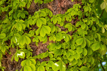 Lush green leaves on the tree. Natural background with copy space