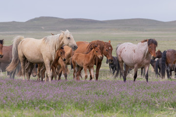 Obraz na płótnie Canvas Beautiful Wild Horses i t he Utah Desert in Spring
