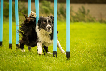 Border Collie Completing Dog Agility Weaving Poles