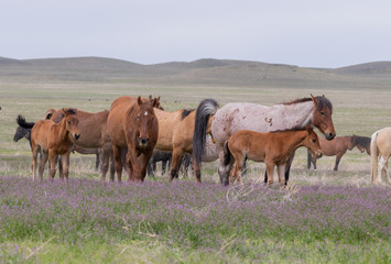 Beautiful Wild Horses i t he Utah Desert in Spring