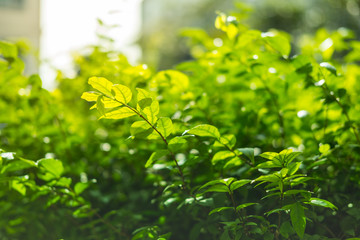 green leaves with sun light in the morning.