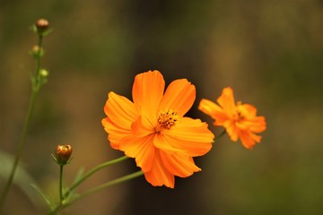 Pretty yellow cosmos flower (Cosmos bipinnatus) on soft focus green garden background, Autumn in GA USA.