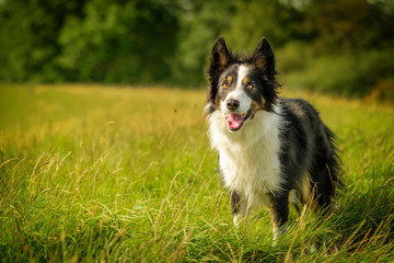 Happy Black Tri Border Collie Dog in Grass Meadow - obrazy, fototapety, plakaty
