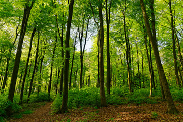 Rotbuchenwald mit Naturverjüngung