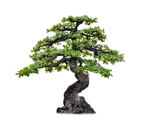Gardinen Isoliert vom Bonsai-Baum auf weißem Hintergrund und Beschneidungspfad für Ökologie-Dekorations-Website und -Magazin. - Bild. © Dilok