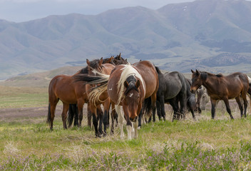 Fototapeta na wymiar Beautiful Wild Horses i t he Utah Desert in Spring