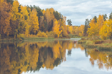 Nature river shore in gold autumn in Moscow region in october