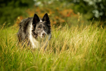 Happy Black and White Border Collie Dog in Grass Meadow