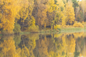 Nature river shore in gold autumn in Moscow region in october