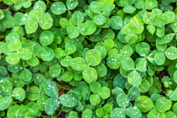 瑞々しいクローバーの葉