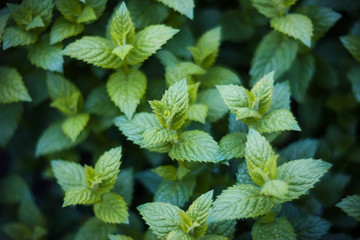 Growing green fresh fragrant mint with dew drops on the leaves.