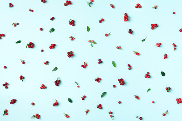 Wild lingonberry pattern on blue background. Top view. Summer berries texture.