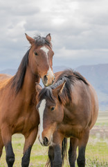Obraz premium Beautiful Wild Horses i t he Utah Desert in Spring