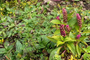 Green moss on the rainforest floor detail. Natural forest background of jungle fen with copy space