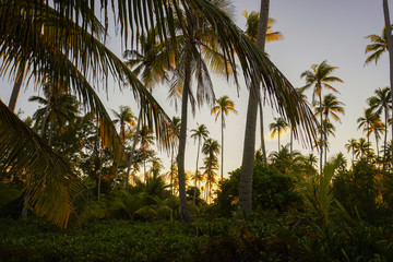Landscape of a tropical jungle of palm trees on the island of Fakarava in French Polynesia at sunset