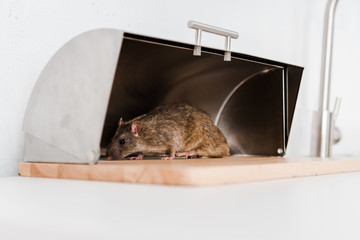selective focus of small rat in bread box in kitchen