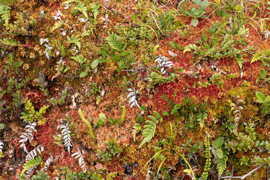 Green and red moss on the rainforest floor detail. Natural forest background of jungle fen with copy space