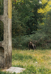Wild brown bear ( Ursus Arctos ) spotted on the side of the road, on Transfagarasan pass, Carpathian mountains, Romania