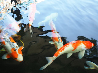 Koi fish swimming in the pond. A lot of Koi in the pond.