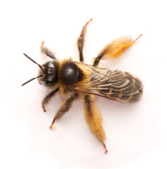 Macro Shots of bee on white background .