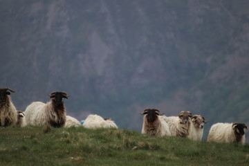 moutons Basques
