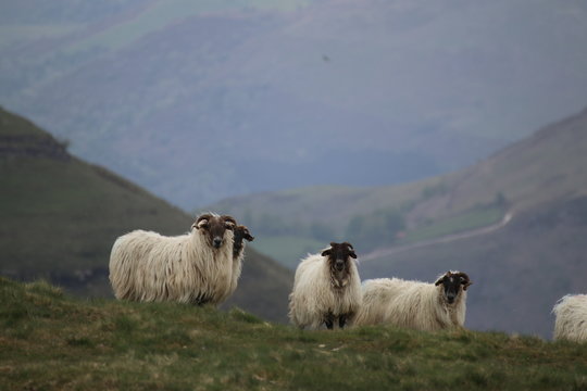 moutons Basques