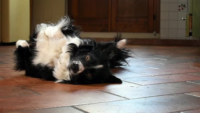 A border collie puppy twirls on the floor at home and stops on his stomach.