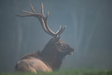 A Bull Elk laying in the mist.