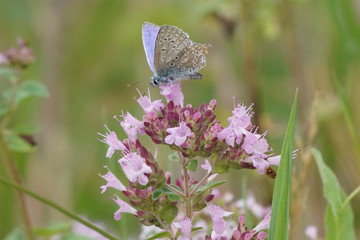 Fototapeta Motyl ,motyl na oregano ,motyl na kwiecie obraz